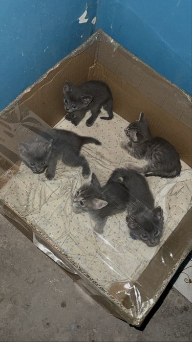 Котята мальчики и девочки