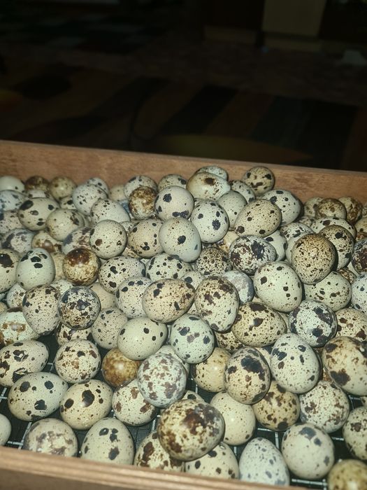 Перепелинные яйца