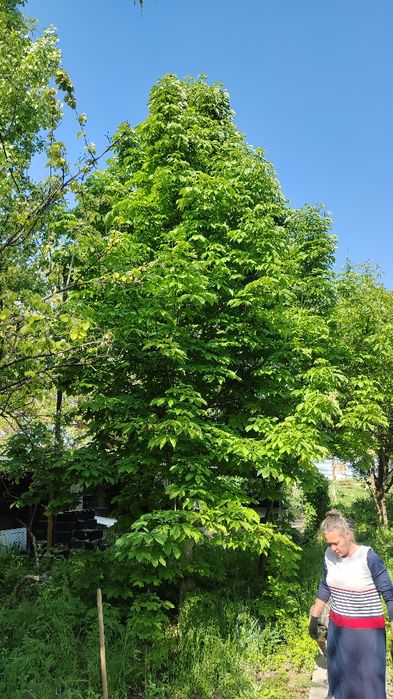 Каштан конский саженцы