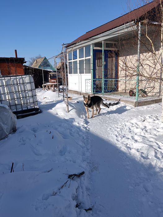 Вязка собак, кабель ищет