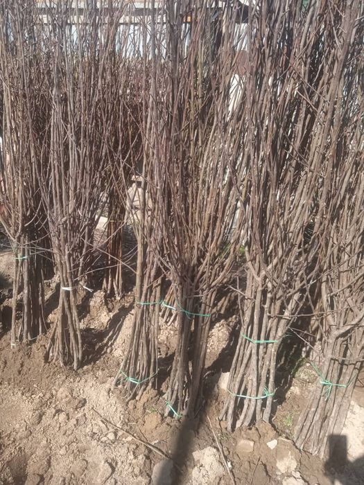 Продам саженцы плодовых деревьев