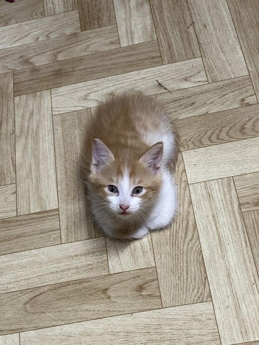 Отдадим котят в хорошие руки!