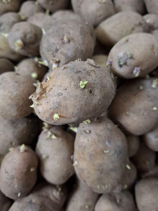 Продам семенной картофель