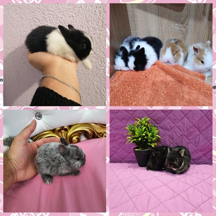 Мини зайци / Декоративни зайци от мини ферма