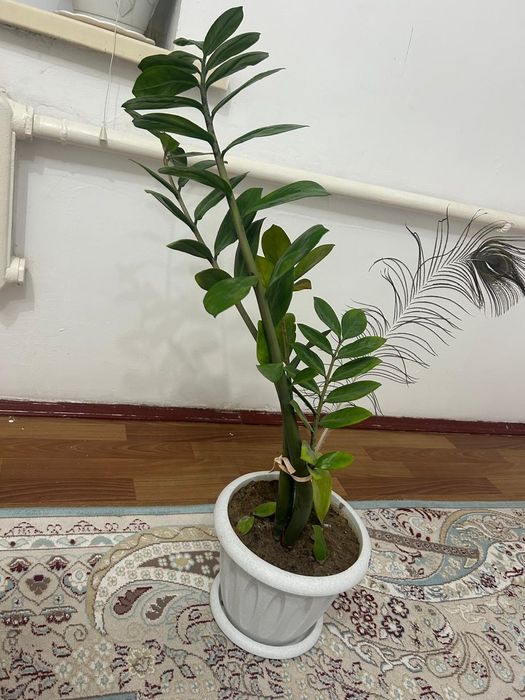 Продам алое вера и доллар