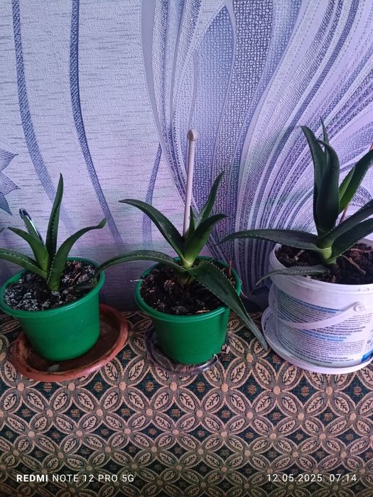 П р о д а м цветок