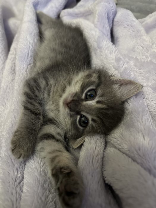 Котенок ищет дом