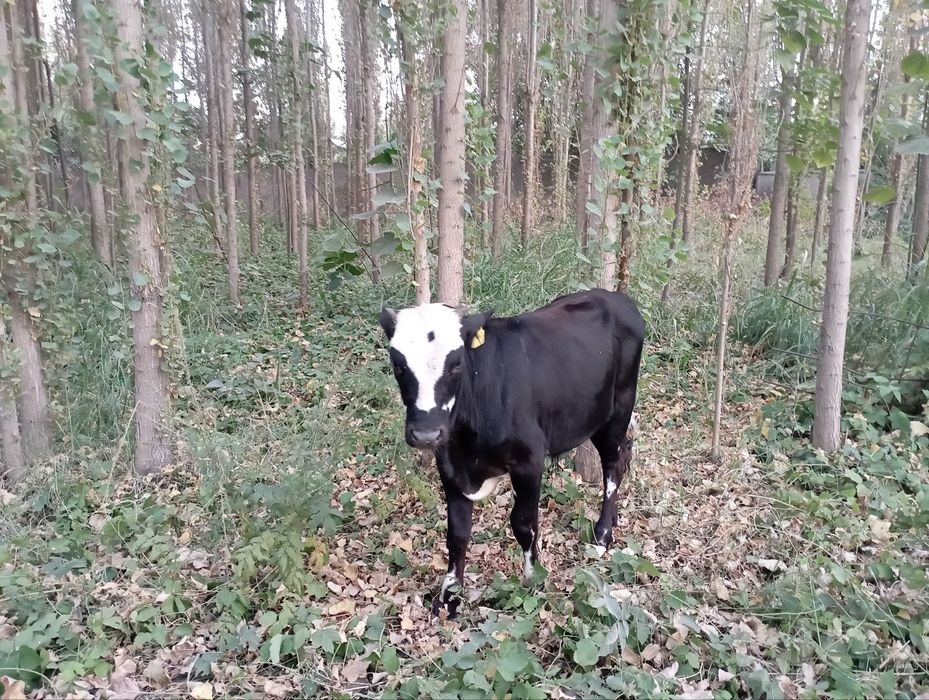 Buqacha sotiladi