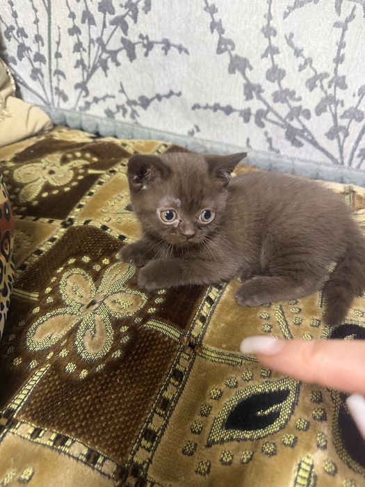 Котенок шотландский