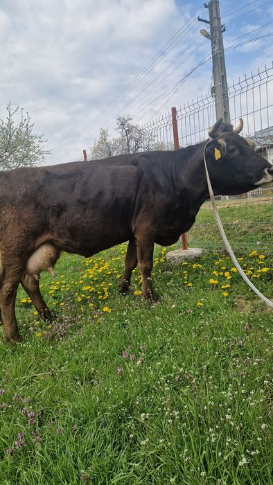 Vaca de vînzare mai multe detali la tel