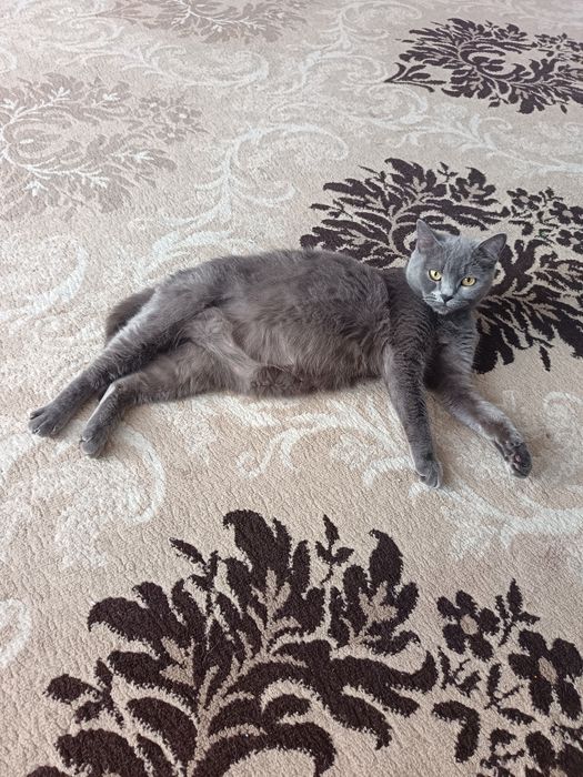 Котята скотиш фолд и скотиш страйт