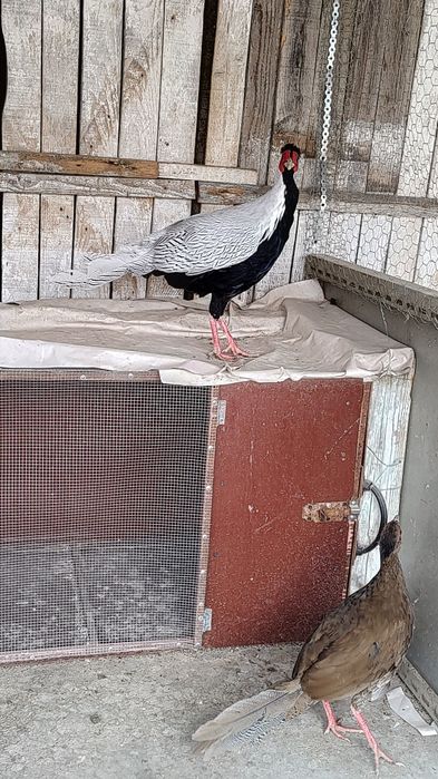 Vând fazani arginti sau schimb cu porumb contra valoarea lor