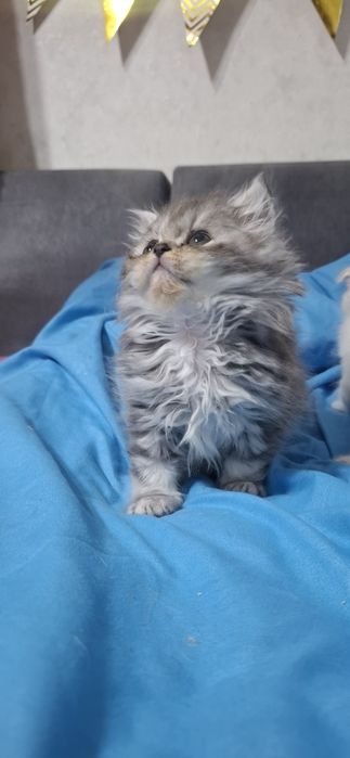 Продаются котята скотишь страйт,фолд.
