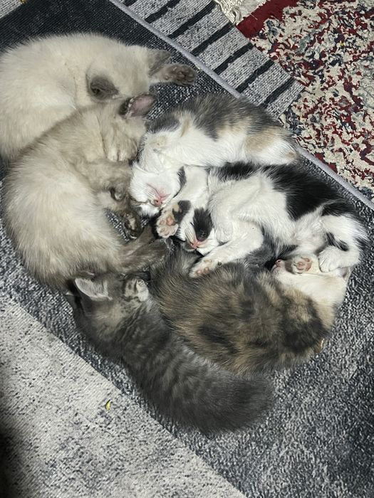 Отдадим котят в хорошие руки