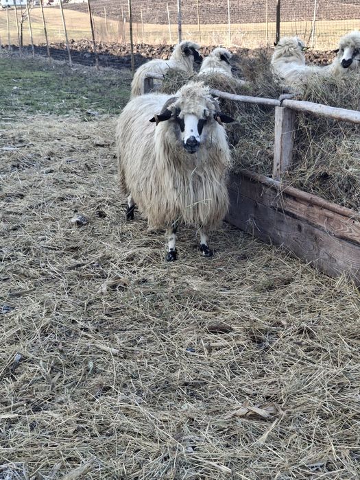 Vând 2 oii o miaoră și o strămioară