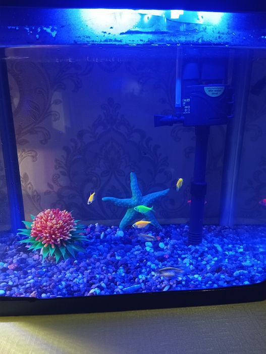 Xitoy akril akvarium komplekti