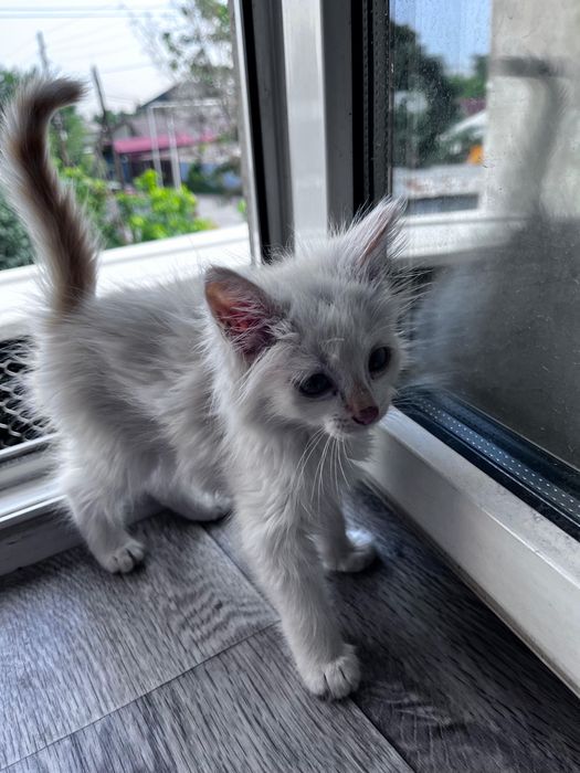 Отдам котенка в добрые руки