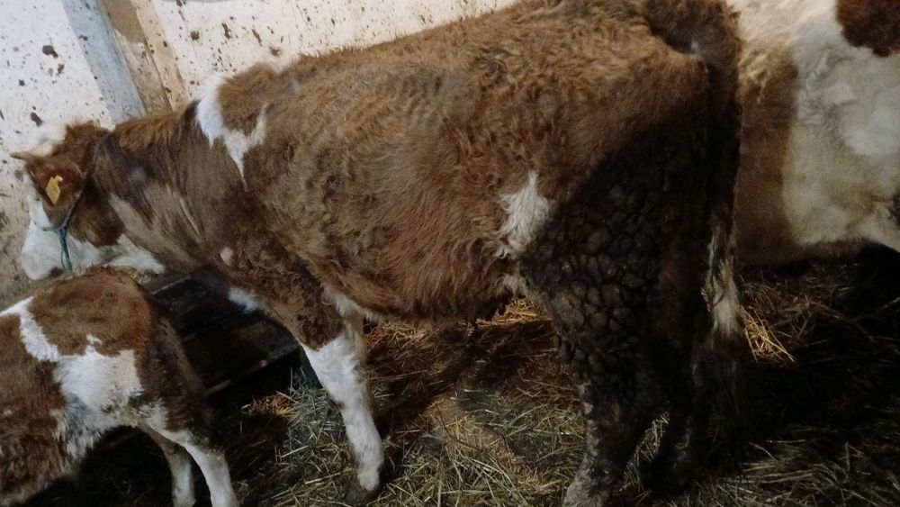 Vând junincă bălțată