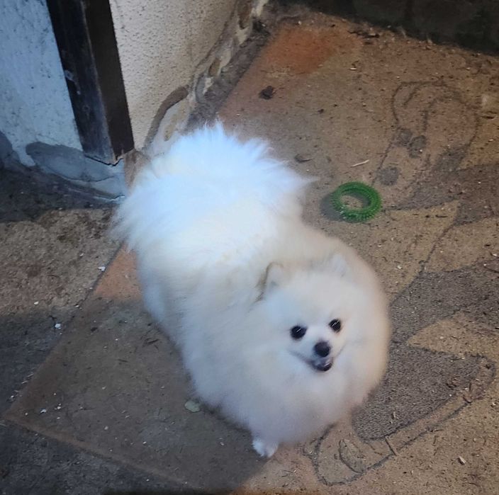 Померан е фантастично красив.