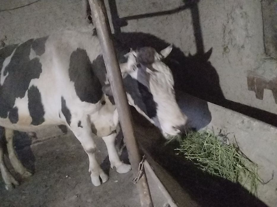 ппролллллпооплдимр