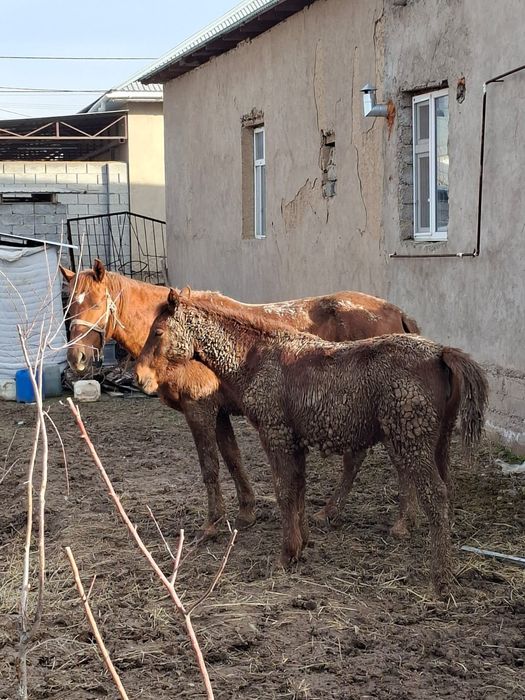 Бие сатылады құлын