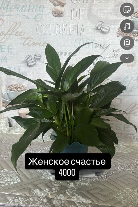 Домашние цветы женское счатье