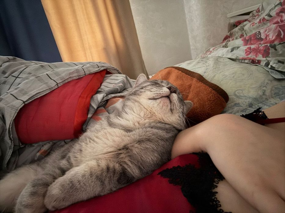 Отдам кота надежные руки