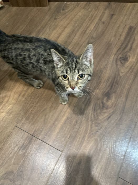 Отдам котенка,девочка