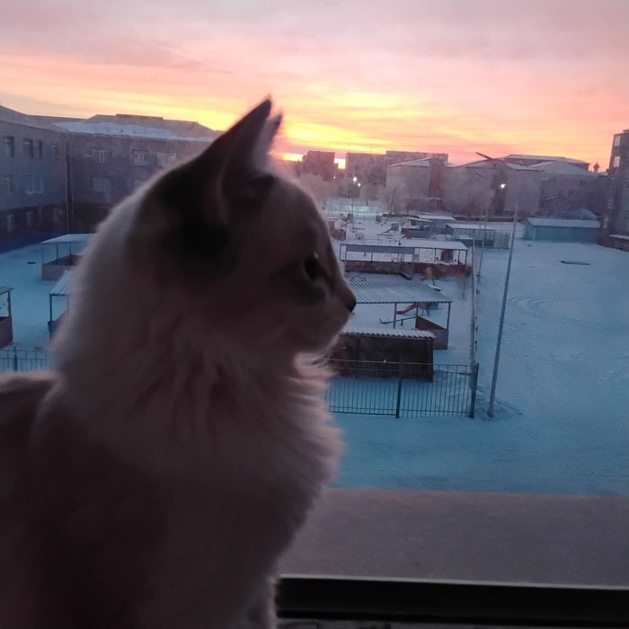 Пропал кот 1год.