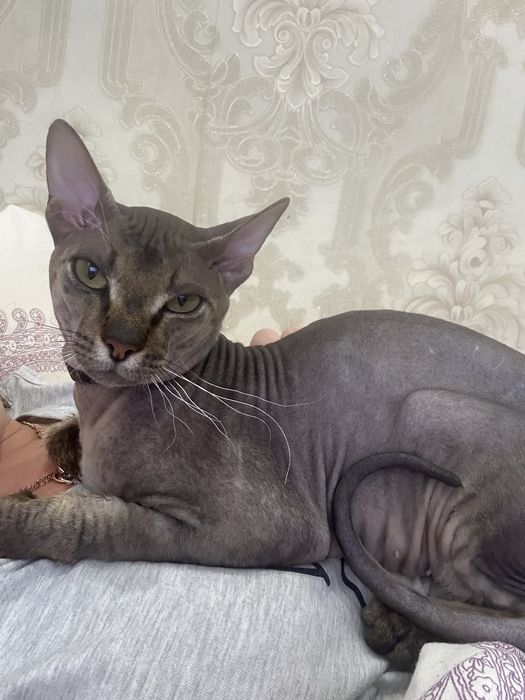 Вязка кота сфинкс донской