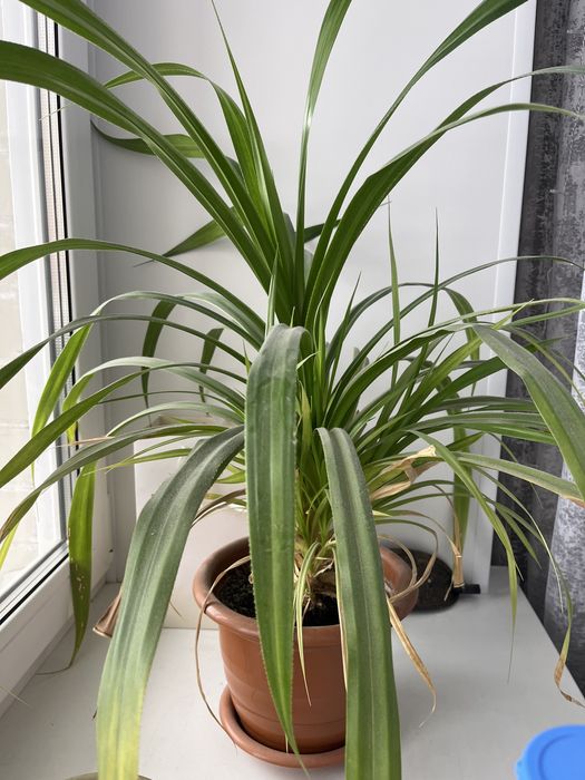 Продам цветок Панданус(Винтовая пальма)