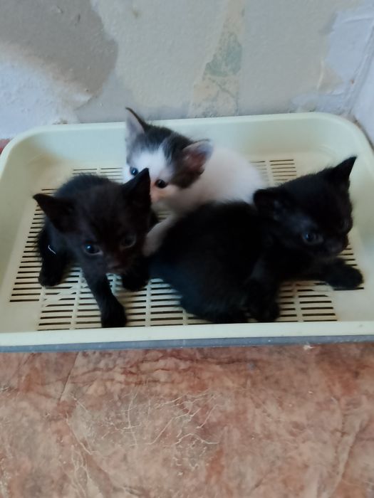 Отдам котят в добрые руки
