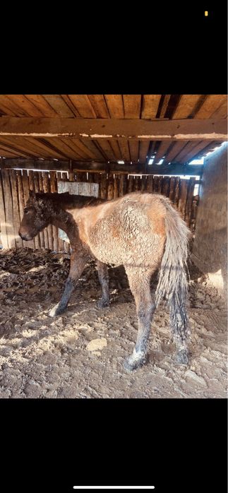 Семіз тайлар сатылады