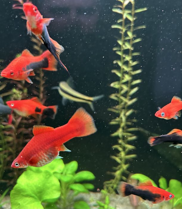 Аквариумные рыбки