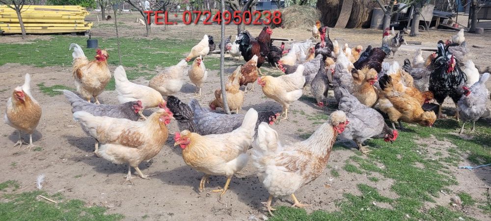 Vand gaini de ouă, gaini moțate ,gaini cu ouă verzi