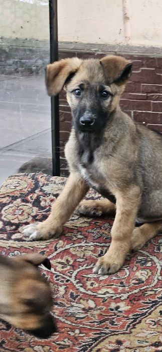 Классные дворянчики  в добрые руки!