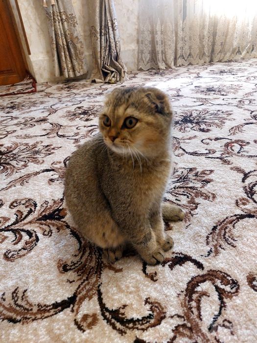 Shinshilla o‘g‘il bola
