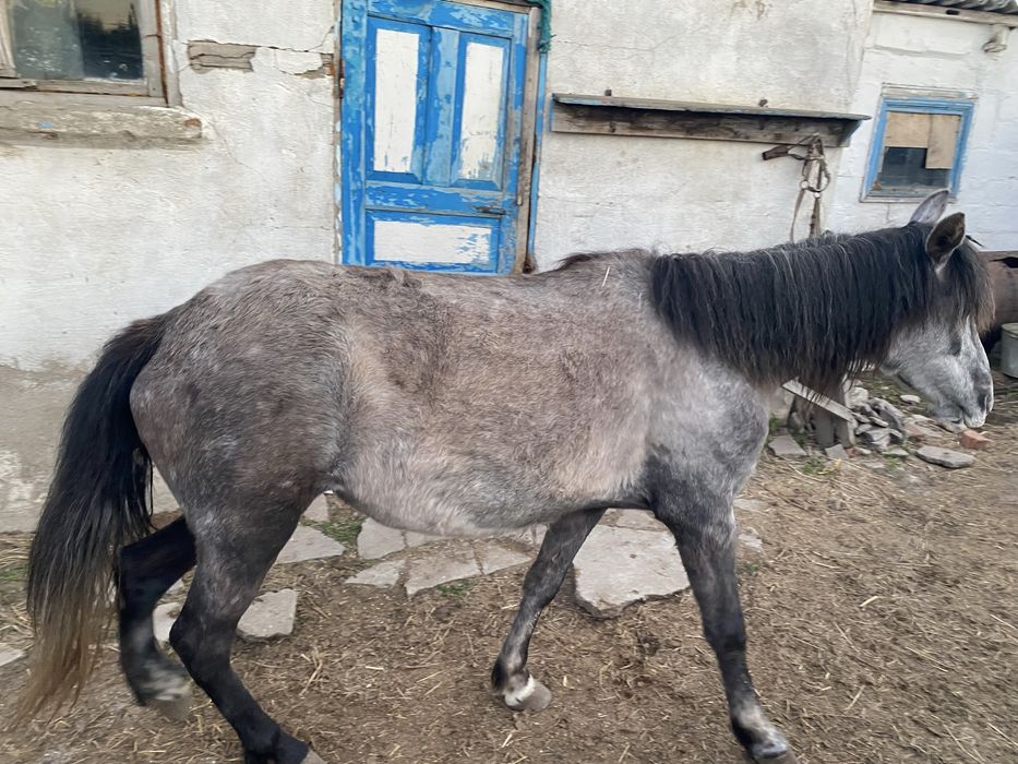 Продам лошадь 450 тыс без торга