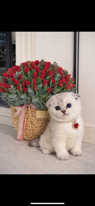 Котенок 2 месячный scotish fold