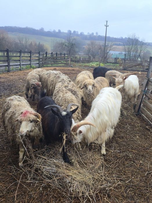 De vănzare capră 500 lei și capre cu un iez700 capră  cu doi iezi 900