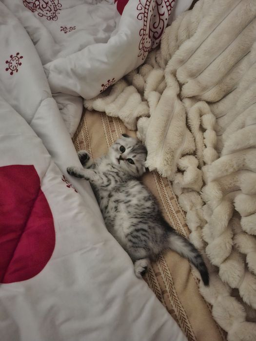 Скоттиш фолд девочка