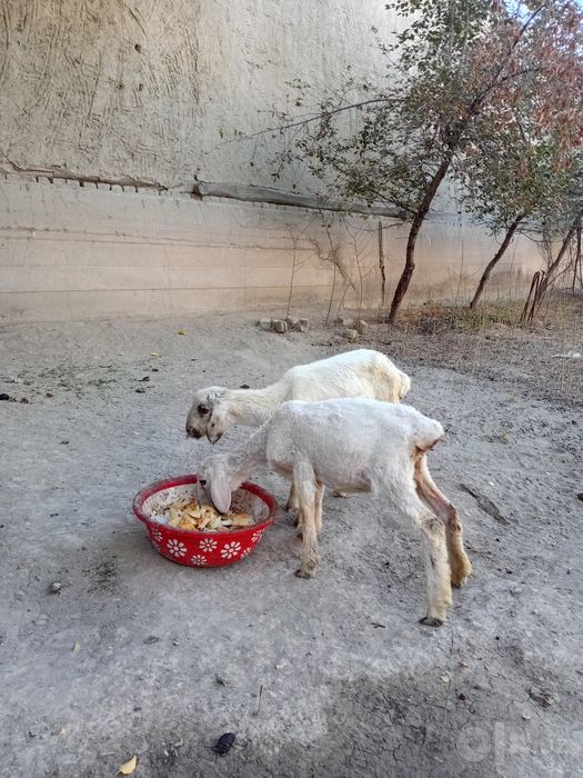 Egizak  xisori barralar sotiladi. Narxi 2500 dan ozgina kami bor.