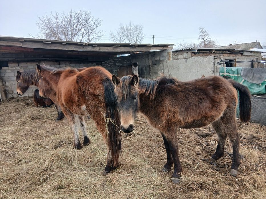 Жылқылар сатылады продам лошадей