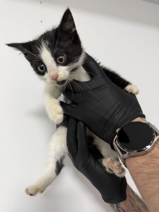 Бебе коте търси дом