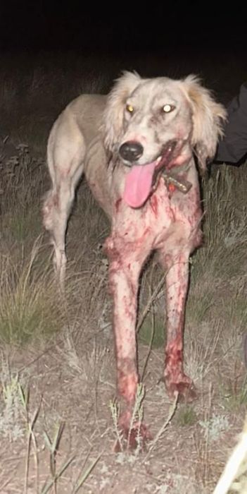 Тазы ит сатылады