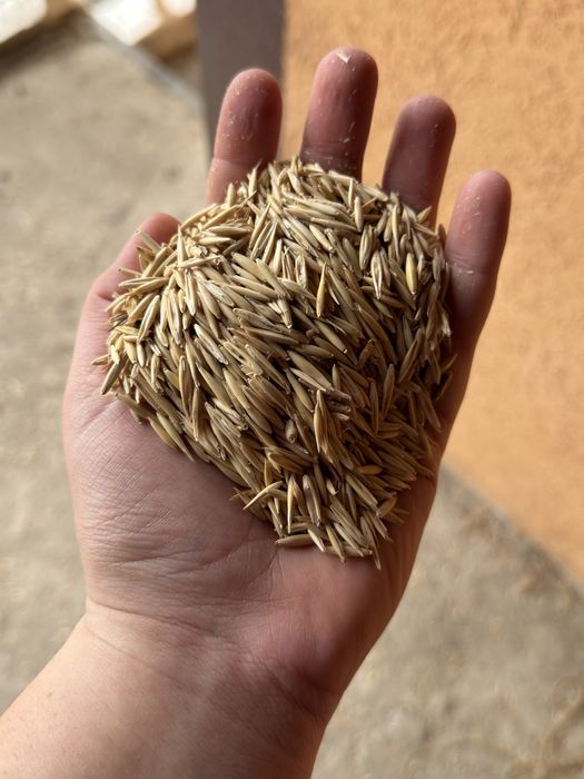 Vând ovaz calitate extra