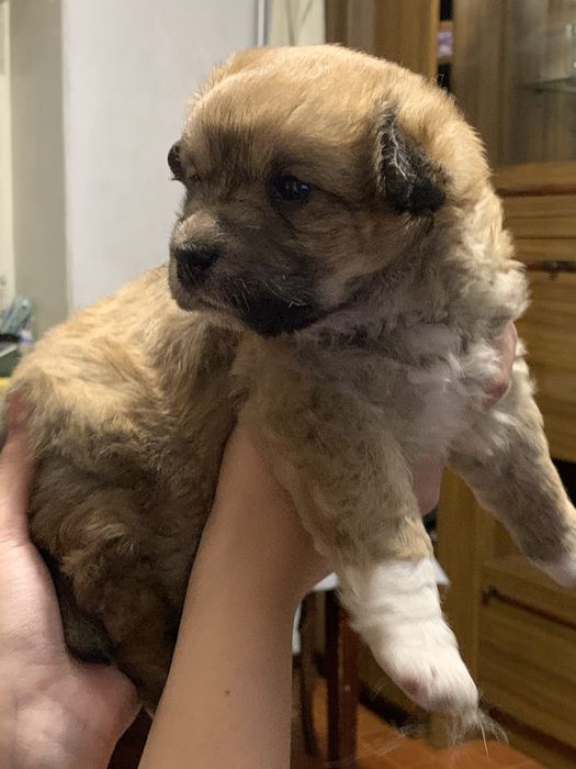 Отдам даром собачку, 1,5 месяца