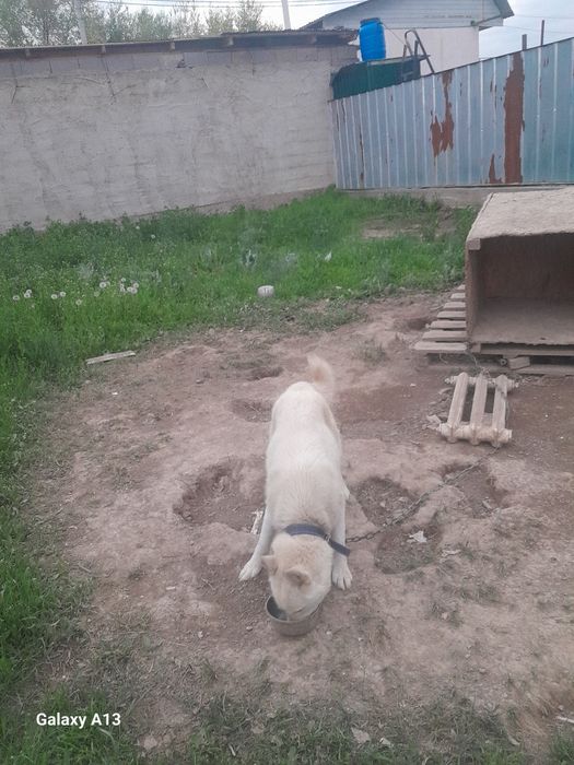 Лайка сатылады, продам лайка