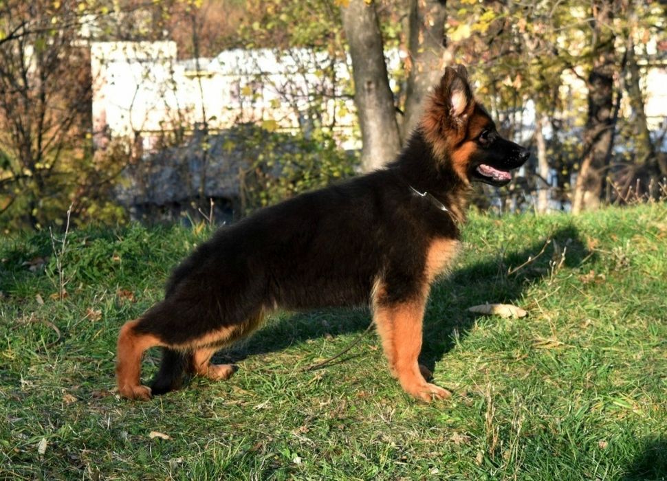 Немска овчарка с родословие