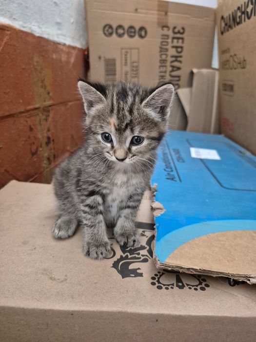 Котенок ищет дом